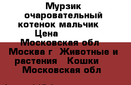 Мурзик очаровательный котенок-мальчик. › Цена ­ 1 000 - Московская обл., Москва г. Животные и растения » Кошки   . Московская обл.